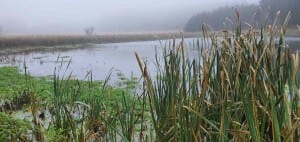 Švomův rybník