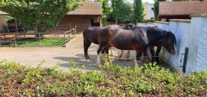 Vyškovská ZOO