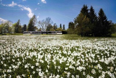 Narcisy patří k trati na vrchol Les Pléiades